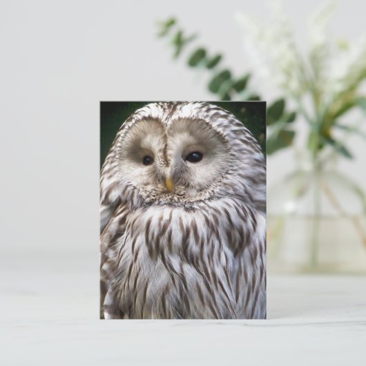 OWLS BRIEFKAART (Staand voorkant)