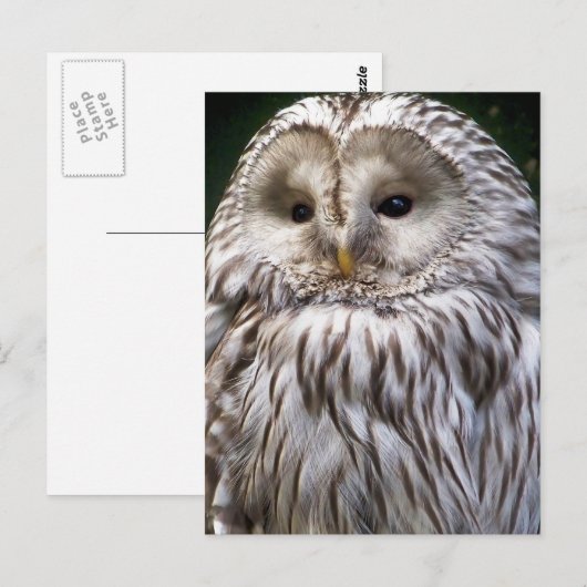 OWLS BRIEFKAART (Voorkant / Achterkant)
