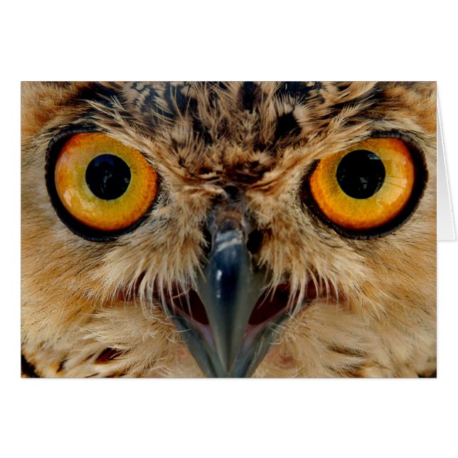 Owls Eyes (Voorkant Horizontaal)