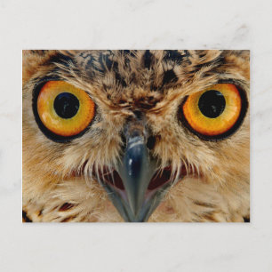 Owls Eyes Briefkaart