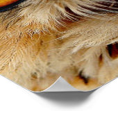 Owls Eyes Poster (Hoek)