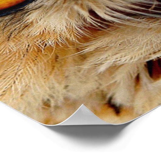 Owls Eyes Poster (Hoek)