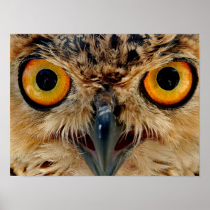 Owls Eyes Poster