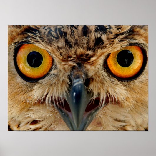 Owls Eyes Poster (Voorkant)