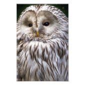 OWLS FOTO AFDRUK (Voorkant)