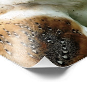 OWLS FOTO AFDRUK (Hoek)