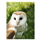 OWLS FOTO AFDRUK (Voorkant)