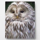 OWLS FOTOPLAAT (Voorkant)