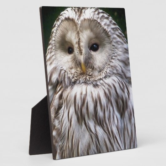 OWLS FOTOPLAAT (Zijkant)