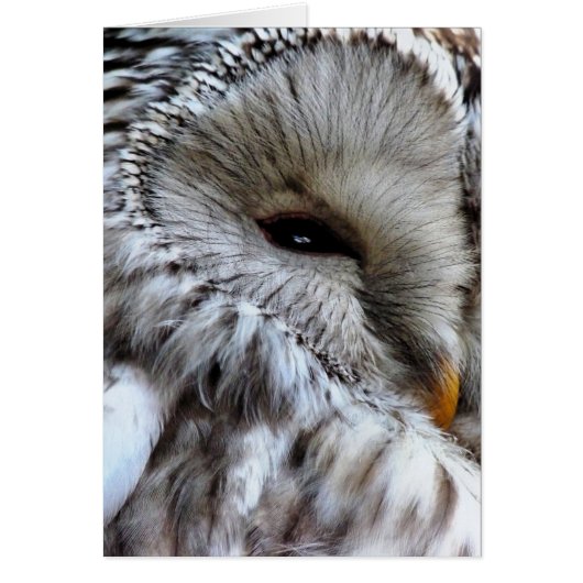 OWLS-KAART (Voorkant)