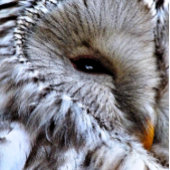 OWLS KERAMISCHE KNOP