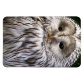 OWLS MAGNEET (Horizontaal)