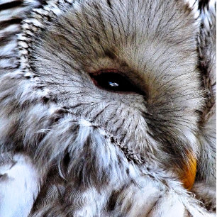 OWLS MAGNEET