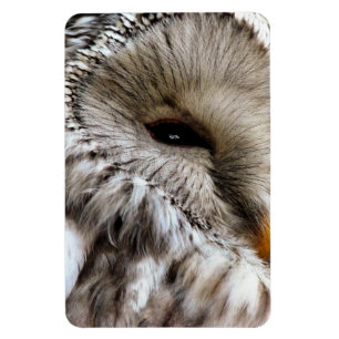 OWLS MAGNEET