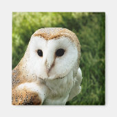 OWLS MAGNEET (Voorkant)