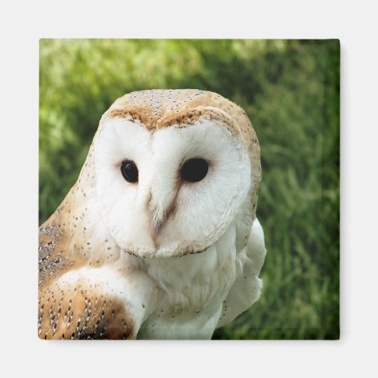 OWLS MAGNEET (Voorkant)