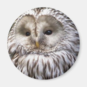 OWLS MAGNEET