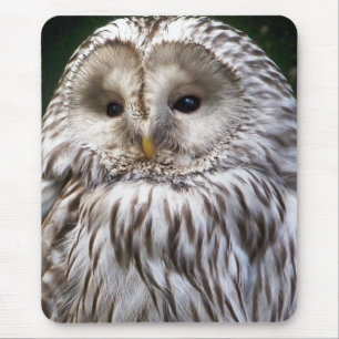 OWLS MUISMAT