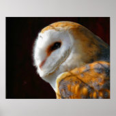 OWLS POSTER (Voorkant)