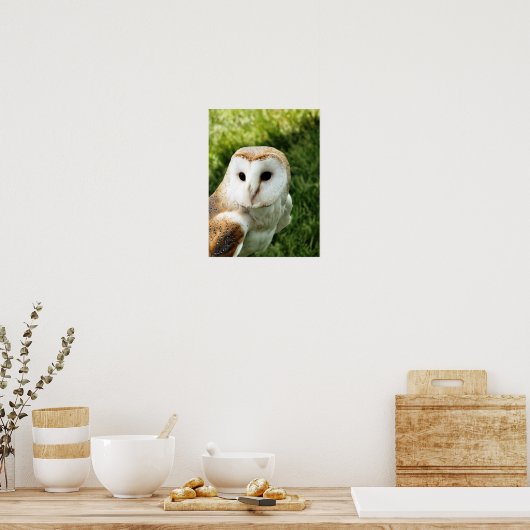 OWLS POSTER (Keuken)