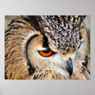 OWLS POSTER