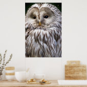 OWLS POSTER (Keuken)