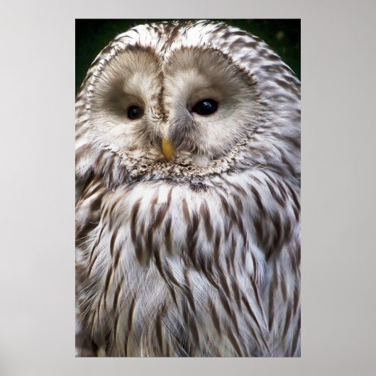 OWLS POSTER (Voorkant)