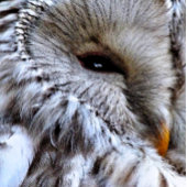 OWLS RONDE BUTTON 5,7 CM