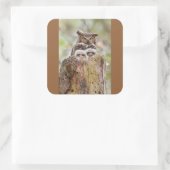 Owls Sticker (Tas)