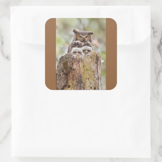 Owls Sticker (Tas)