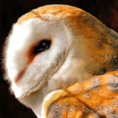 OWLS STROPDAS