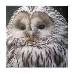 OWLS TEGELTJE