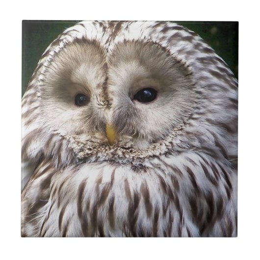 OWLS TEGELTJE (Voorkant)