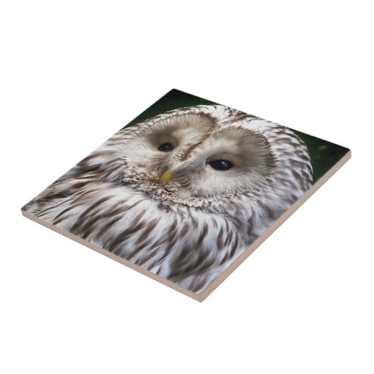 OWLS TEGELTJE (Zijkant)