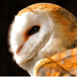 OWLS THEEDOEK<br><div class="desc">Een mooie zachte artistieke waterverf van een Barn Owl.</div>