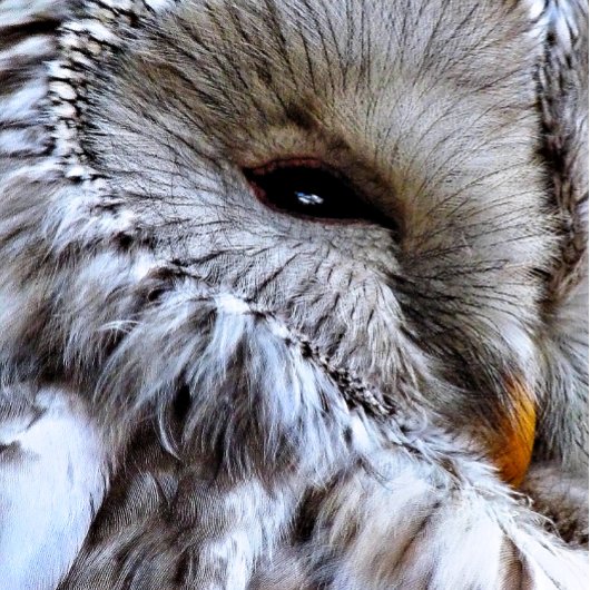 OWLS VIERKANTE BUTTON 5,1 CM