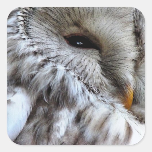 OWLS VIERKANTE STICKER (Voorkant)