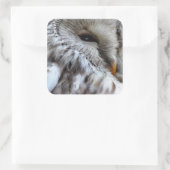 OWLS VIERKANTE STICKER (Tas)