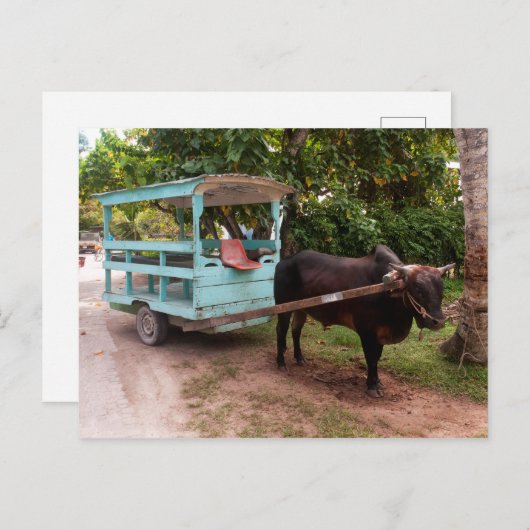 Ox Cart Briefkaart (Voorkant / Achterkant)