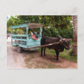 Ox Cart Briefkaart (Voorkant)