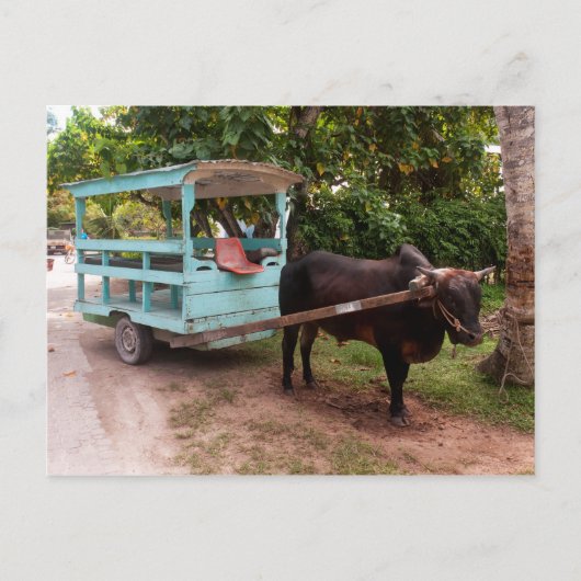Ox Cart Briefkaart (Voorkant)