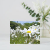 Ox-eye Daisies | Bloem Briefkaart (Staand voorkant)