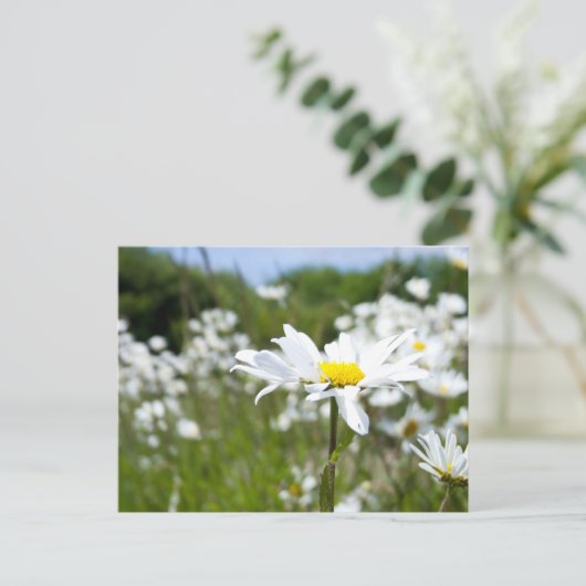 Ox-eye Daisies | Bloem Briefkaart (Staand voorkant)