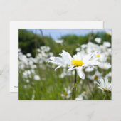 Ox-eye Daisies | Bloem Briefkaart (Voorkant / Achterkant)