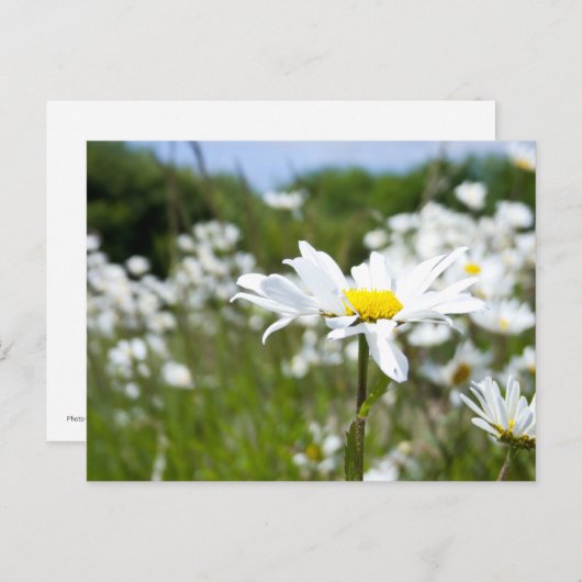 Ox-eye Daisies | Bloem Briefkaart (Voorkant / Achterkant)