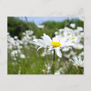 Ox-eye Daisies   Bloem Briefkaart