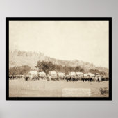 Ox Teams Freighting in Valley Black Hills SD 1887 Poster (Voorkant)