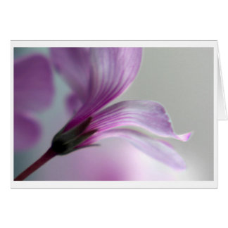 Oxalis