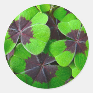 Oxalis-bladeren - rood en groen ronde sticker