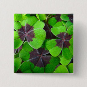 Oxalis-bladeren - rood en groen vierkante button 5,1 cm